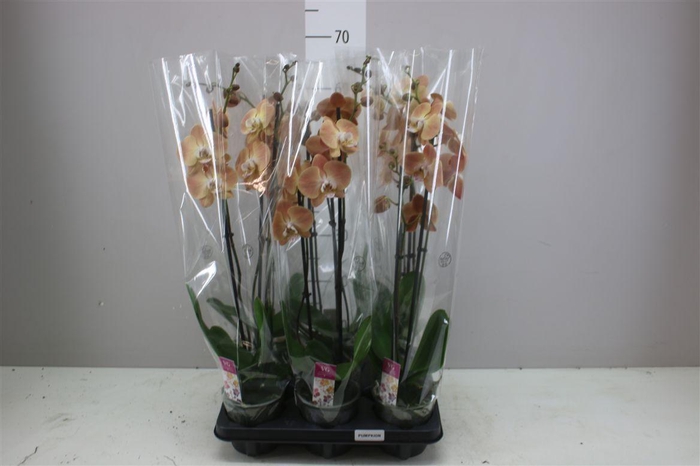 <h4>Phal Pumpkion 2 Tak</h4>