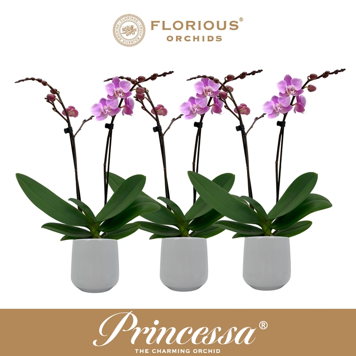 <h4>No9 Phalanopsis 2 Tak Roze+Deco</h4>