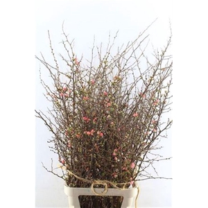 Chaenomeles Superba