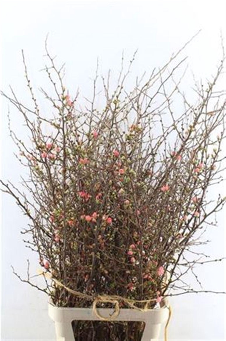 <h4>Chaenomeles Superba</h4>