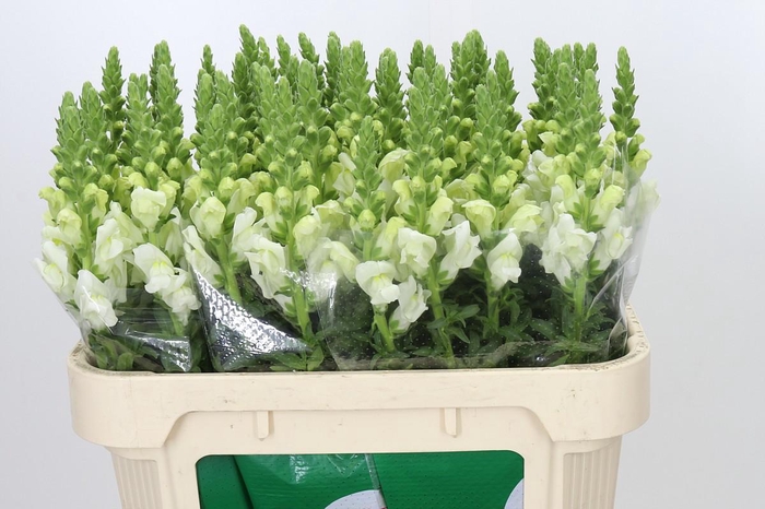 <h4>Antirrhinum Potomac Ivory White</h4>