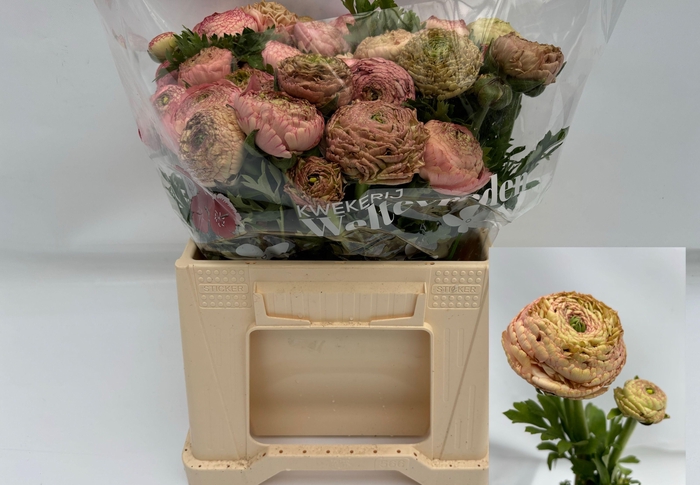 Ran Aazur Antiq Rose N L