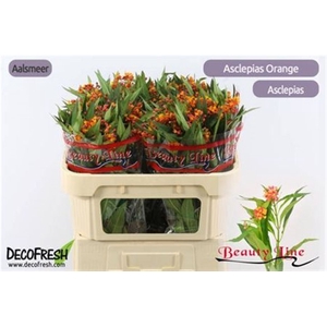 Ascl Incarnata Orange