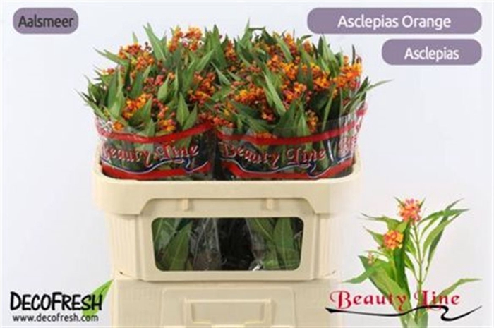 <h4>Ascl Incarnata Orange</h4>