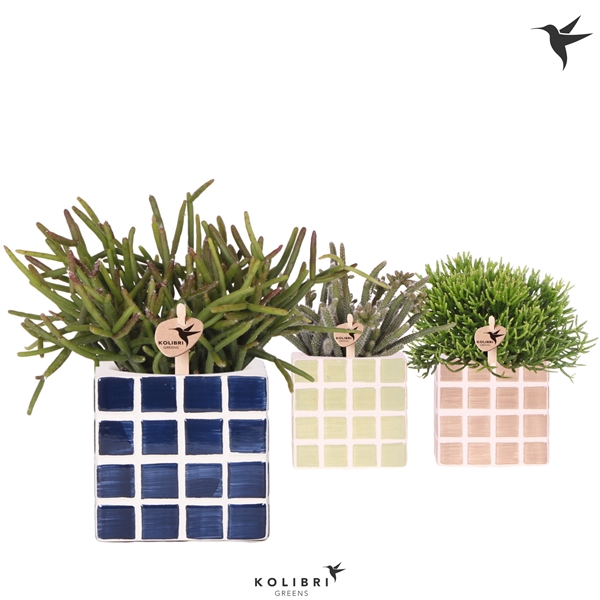 <h4>Kolibri Greens Rhipsalis mix in Mosa pot blue mix</h4>