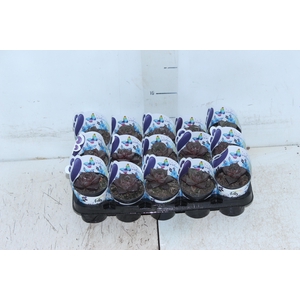 ECHEVERIA DIONYSOS P06