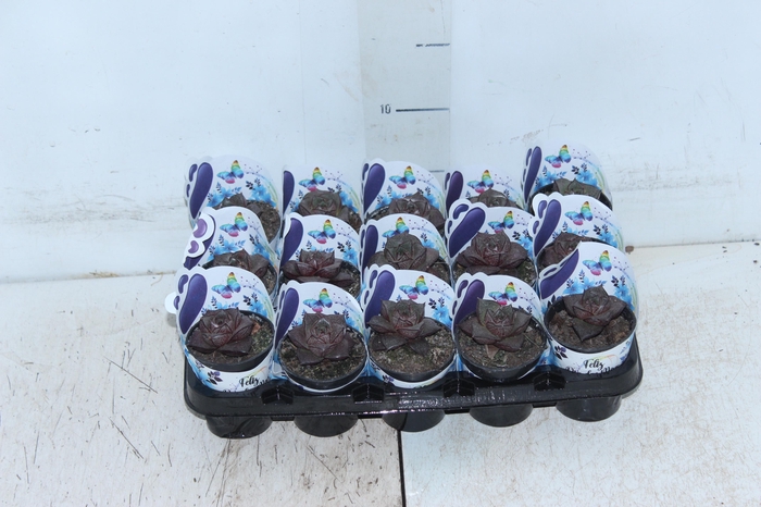 <h4>ECHEVERIA DIONYSOS P06</h4>