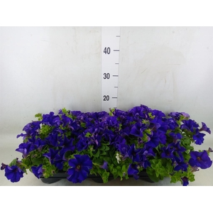 Petunia  'Famous Blue'