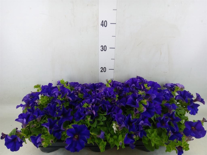 <h4>Petunia  'Famous Blue'</h4>