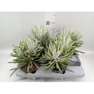 Senecio   ...