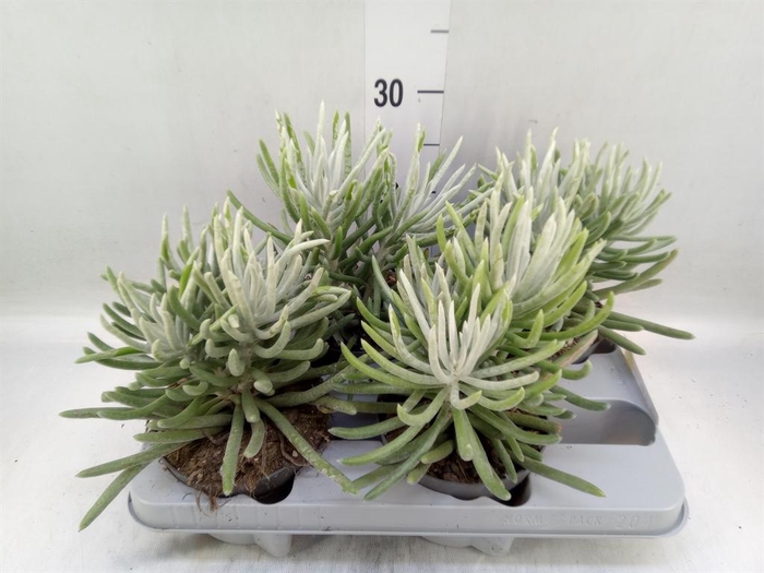 <h4>Senecio   ...</h4>