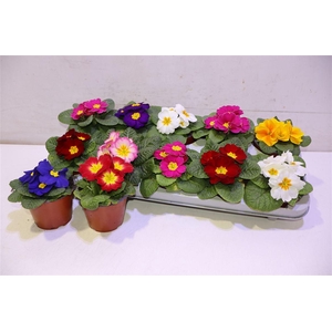 arr8 Prim Acaulis Gemengd