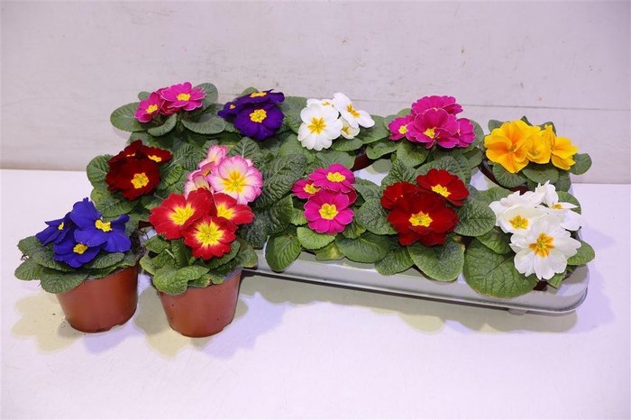 <h4>arr8 Prim Acaulis Gemengd</h4>