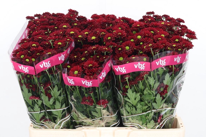 <h4>Chr S Ladybird</h4>