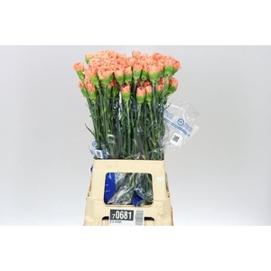 Di St Hermes Orange BD