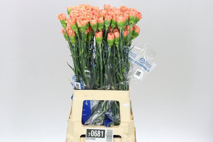 <h4>Di St Hermes Orange BD</h4>