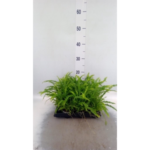 Nephrolepis cord. 'Duffii'
