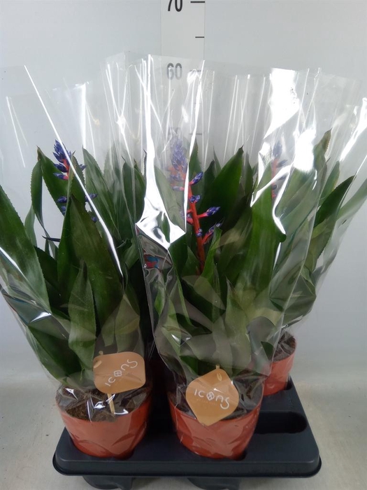 <h4>Aechmea   ...</h4>