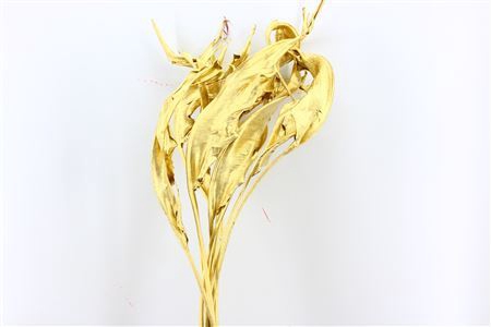 Dried Strelitzia 10pc Gold Bunch Slv