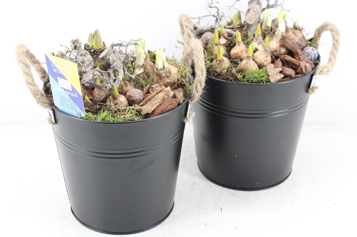 <h4>arr4 Bollenmix MB - Zink emmer black x3</h4>