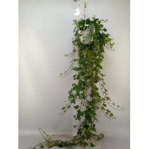 Hedera helix 'Pittsburgh'