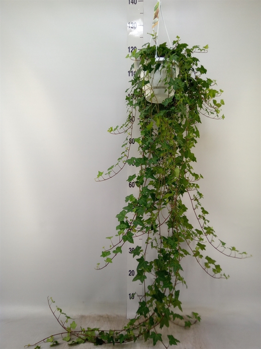 <h4>Hedera helix 'Pittsburgh'</h4>