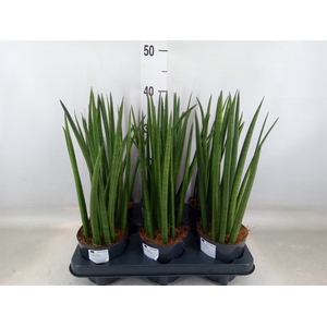 Sansevieria cyl.  ...