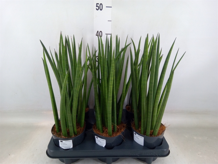 <h4>Sansevieria cyl.  ...</h4>