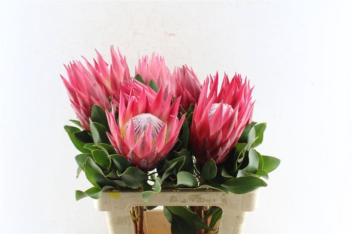 <h4>Protea Cy Madiba</h4>