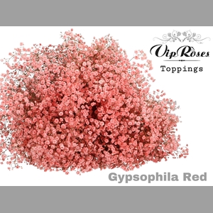 GYPS PA RED