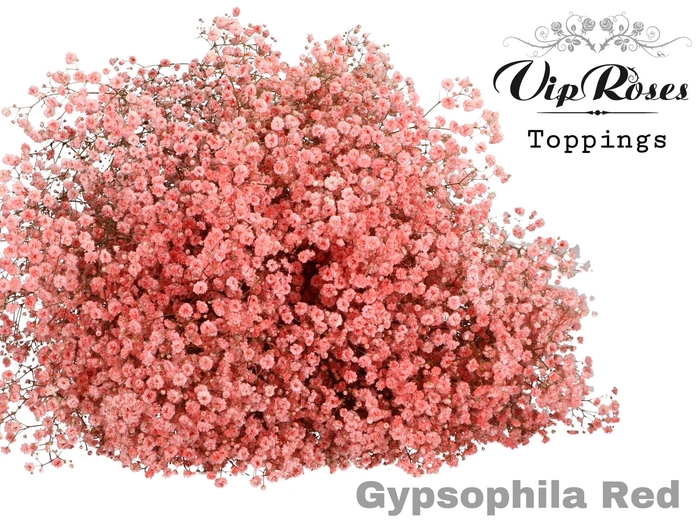 <h4>Gyps Pa Red</h4>