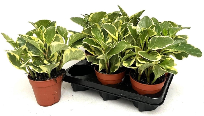 <h4>PEP OBT VARIEGATA</h4>