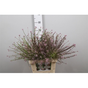 Allium Schubertii