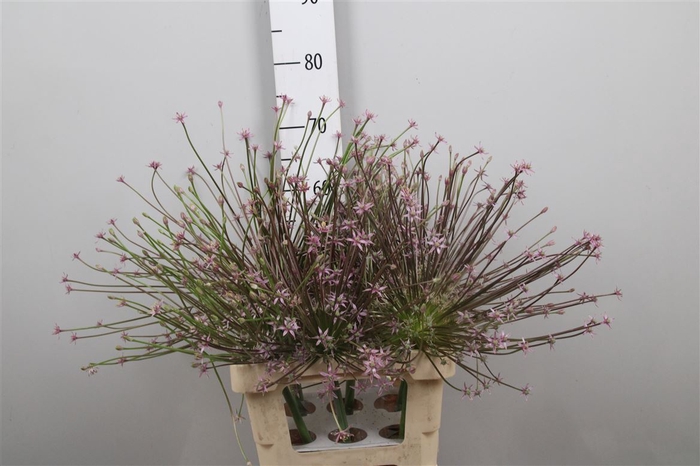 <h4>Allium Schubertii</h4>