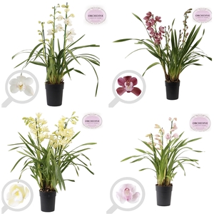 Cymbidium Valentine mix 3-4 tak