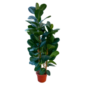 Ficus elastica 'Robusta'