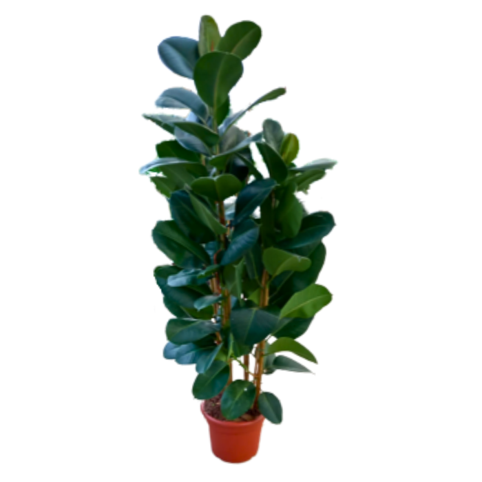 <h4>Ficus elastica 'Robusta'</h4>