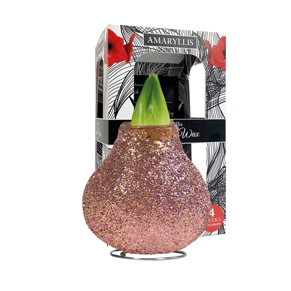 <h4>Amaryllis Touch of Wax Magic Rose Gold 6x1, rode bloem, Karton Giftbox</h4>