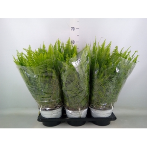 Nephrolepis exal. 'Sonata'