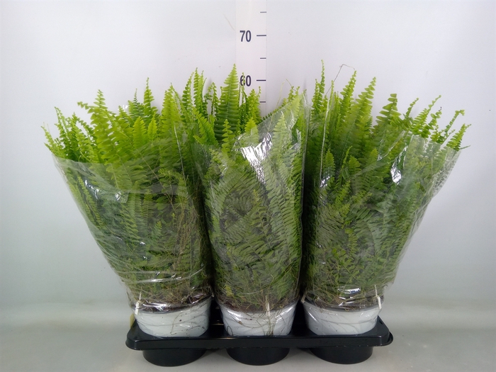 <h4>Nephrolepis exal. 'Sonata'</h4>