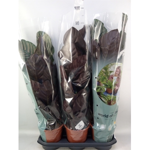Calathea sanderiana