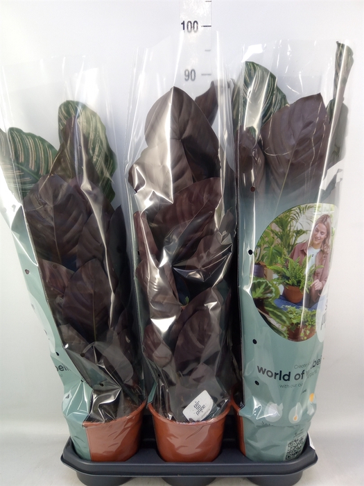 <h4>Calathea sanderiana</h4>
