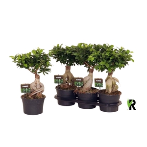 Ficus micr. Ginseng in fust 955