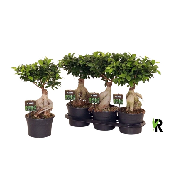 <h4>Ficus micr. Ginseng in fust 955</h4>