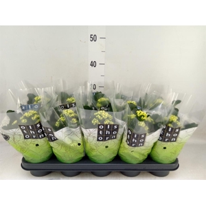 Kalanchoe blos. 'Piaff'