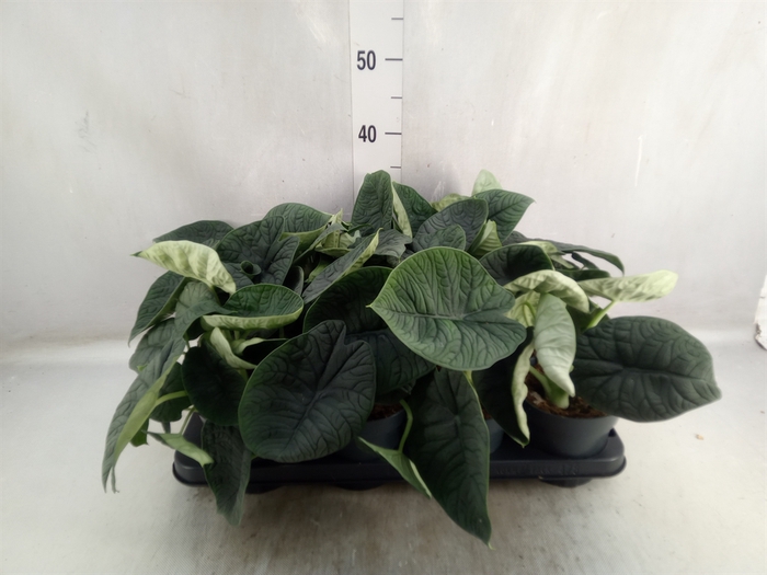 <h4>Alocasia melo</h4>