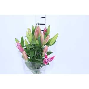 LIRIO VETTO 070 CM HT 3/4 FLS