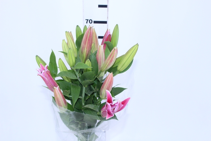 LIRIO VETTO 070 CM HT 3/4 FLS