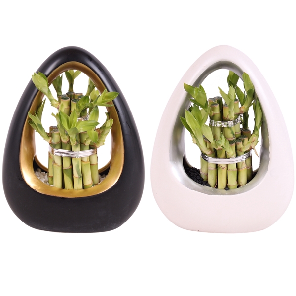 <h4>Lucky Bamboo Round 2Big in ø19cm Ikebana Ceramic Gold/Silver</h4>