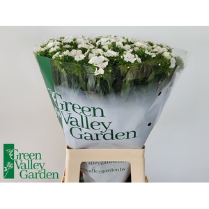 Di Barbatus Will White Green Valley